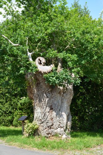 L'arbre creux est visible au Clos Minier